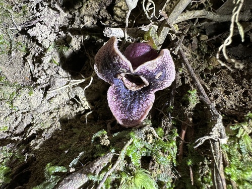 Asarum yaeyamense iNat (2)
