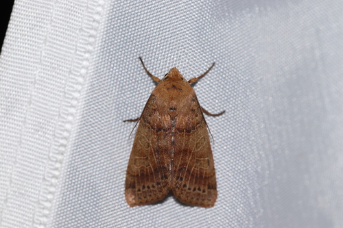 Anchoscelis pistacinoides