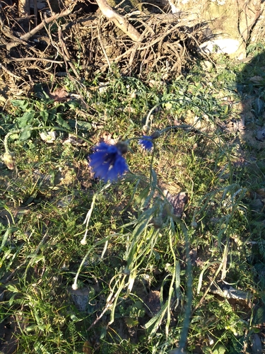 Foto de Centaurea