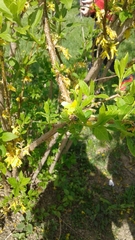 Forsythia × intermedia