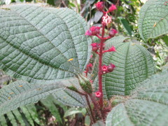 Miconia tococa