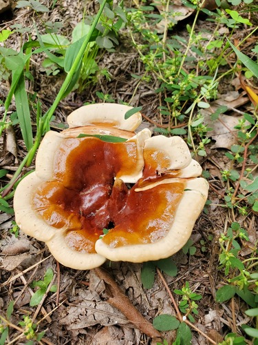 Ganoderma resinaceum