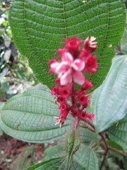 Miconia tococa