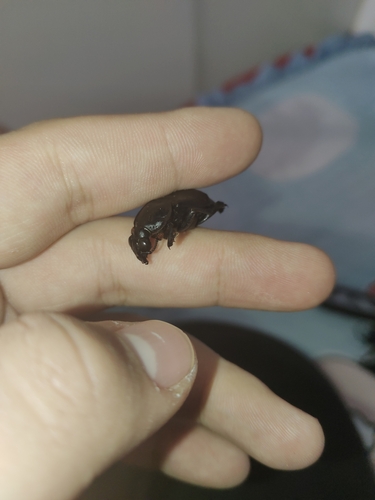 Nicrophorus concolor