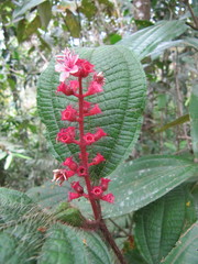 Miconia tococa