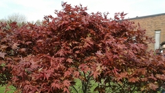Acer palmatum