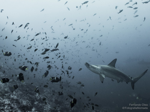 Scalloped hammerhead shark