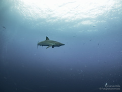 Carcharhinus falciformis