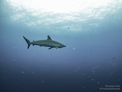 Carcharhinus falciformis