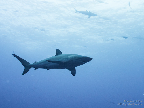 Silky shark