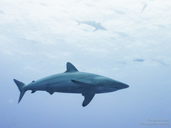 Carcharhinus falciformis