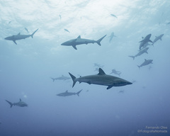 Carcharhinus falciformis