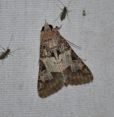 Melipotis agrotoides