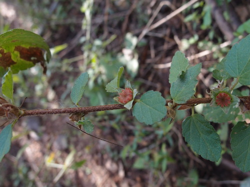 Image of Malvastrum bicuspidatum by (c) Sue Carnahan, some rights reserved (CC BY)