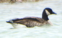 Branta canadensis parvipes
