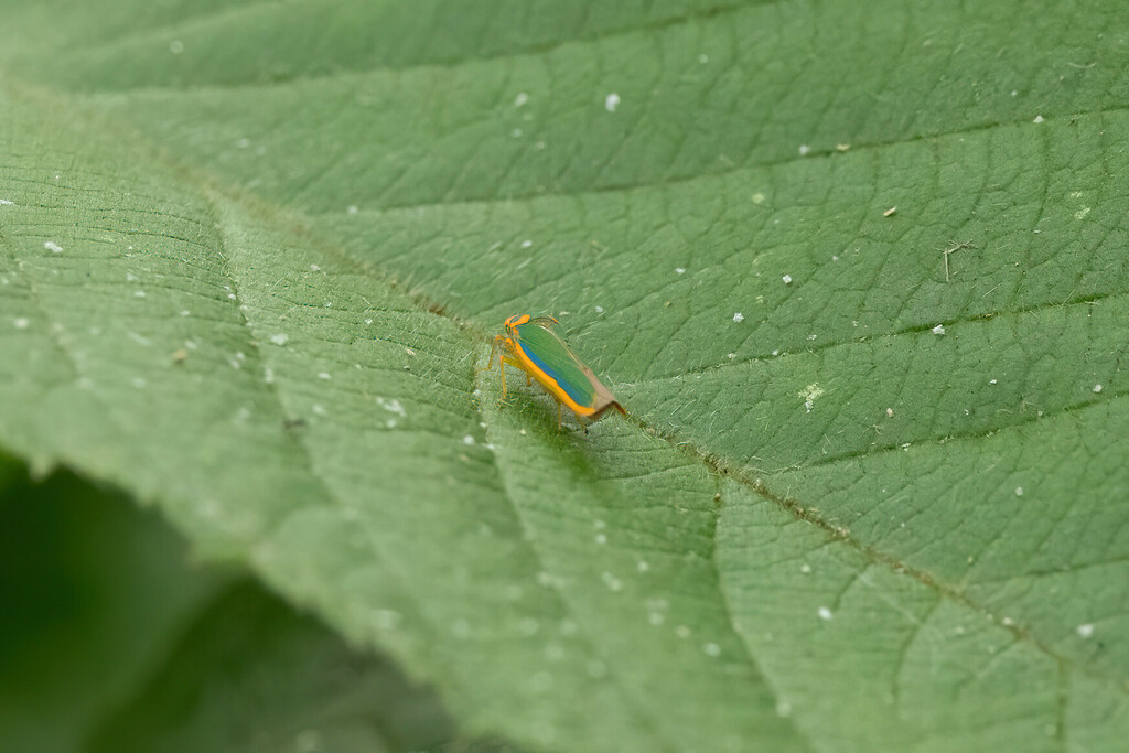 Coronigoniella truncata