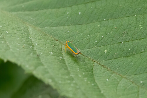 Coronigoniella truncata