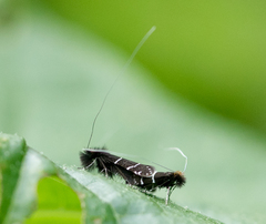 Adela septentrionella