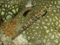 Twin-Spotted Frillfin photo 2