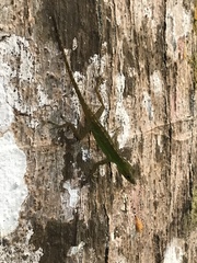 Anolis evermanni