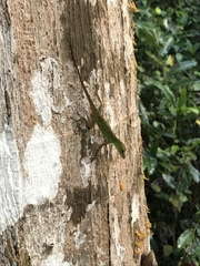 Anolis evermanni