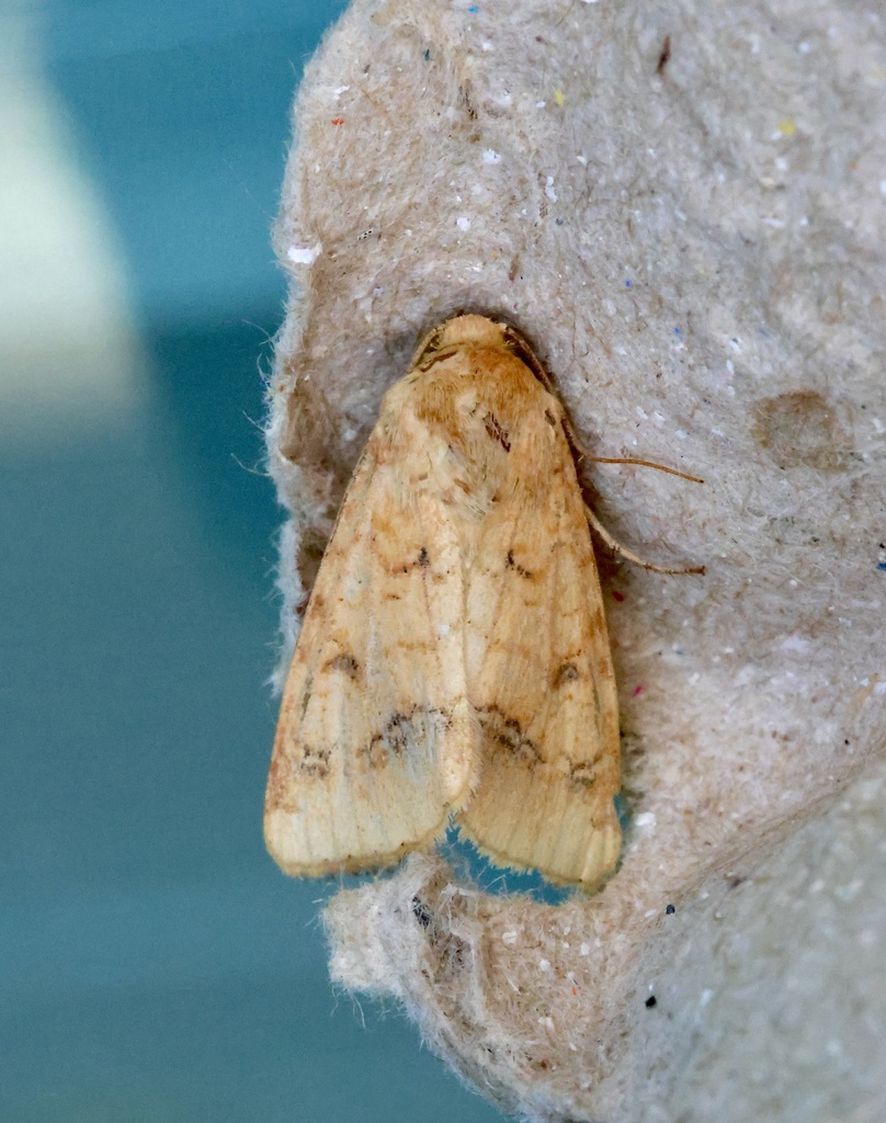 Cape Gooseberry Budworm from 88 Thanon Pattaya Nuea, Muang Pattaya ...