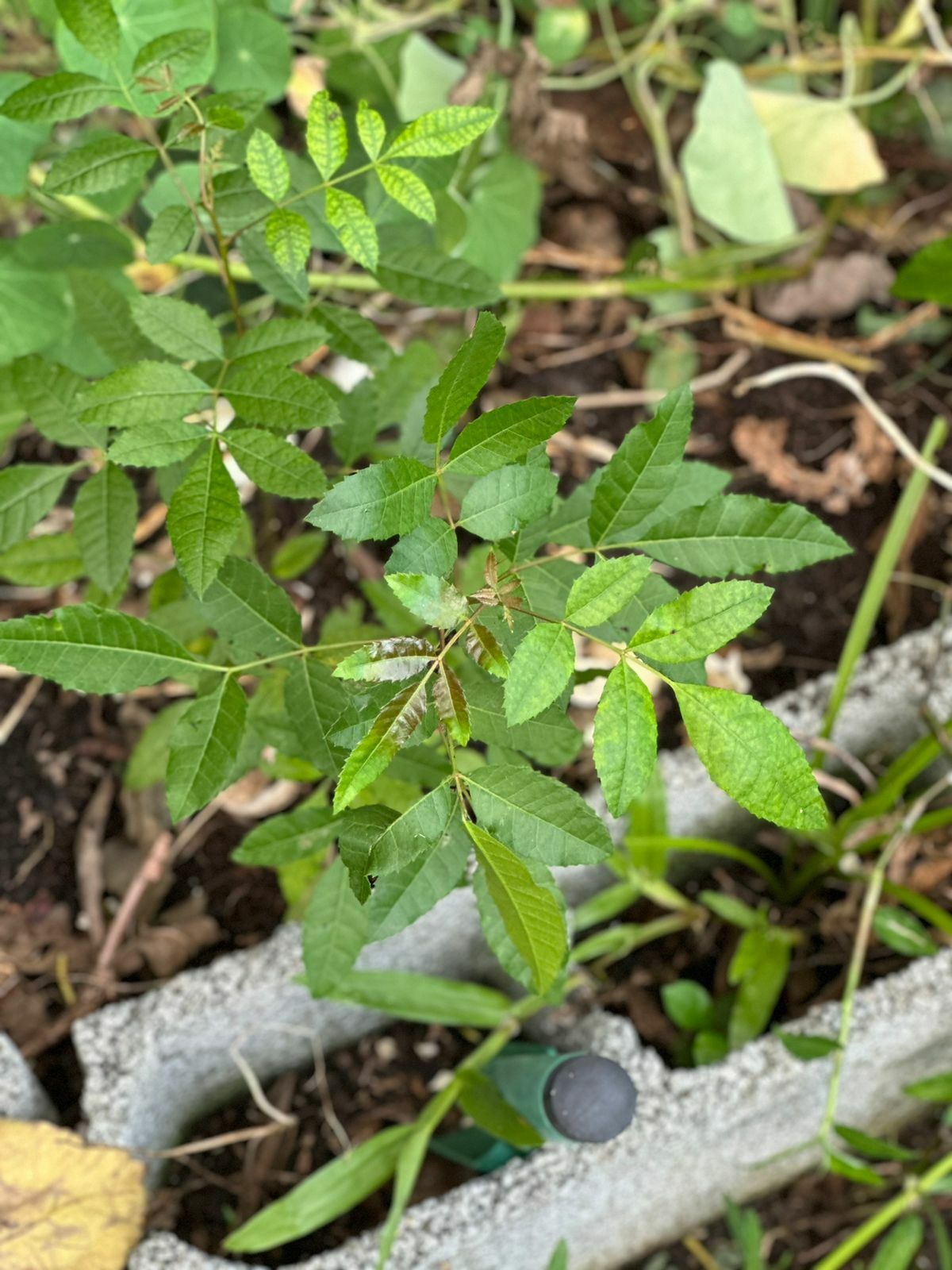 Schinus terebinthifolia