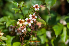 Strophanthus preussii
