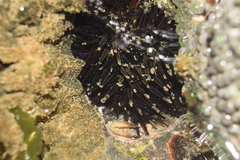 Echinometra lucunter image
