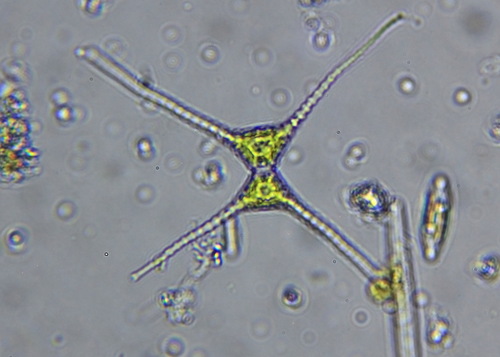 Staurastrum chaetoceras
