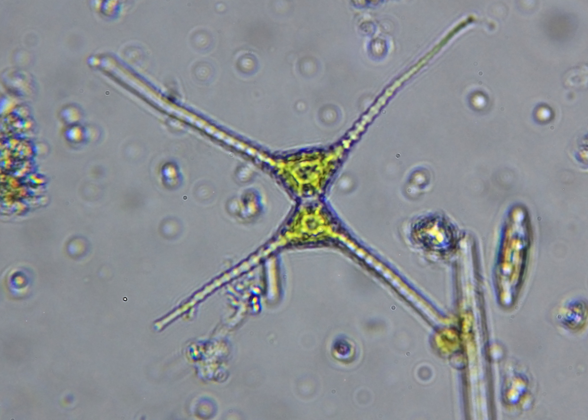 Staurastrum chaetoceras