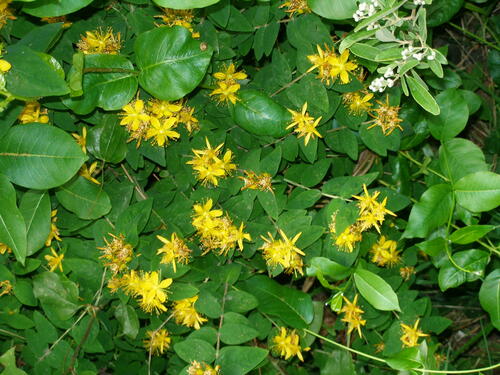 Hypericum xylosteifolium