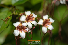 Strophanthus preussii