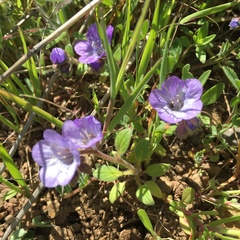 Phacelia divaricata