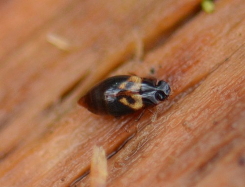 Megarthrus pictus