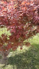 Acer palmatum