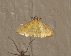 Loxomorpha flavidissimalis