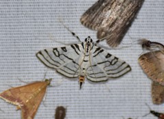 Conchylodes concinnalis