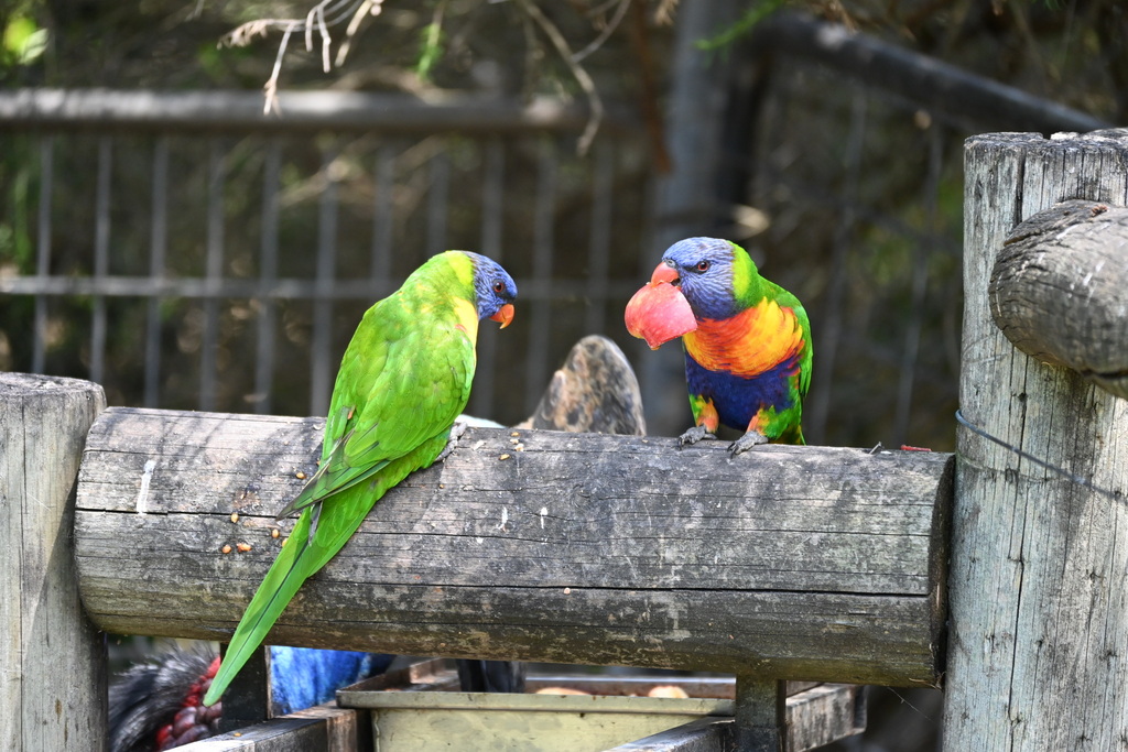 Rainbow Lorikeet from Urimbirra Wildlife Park, Victor Harbor - Goolwa ...