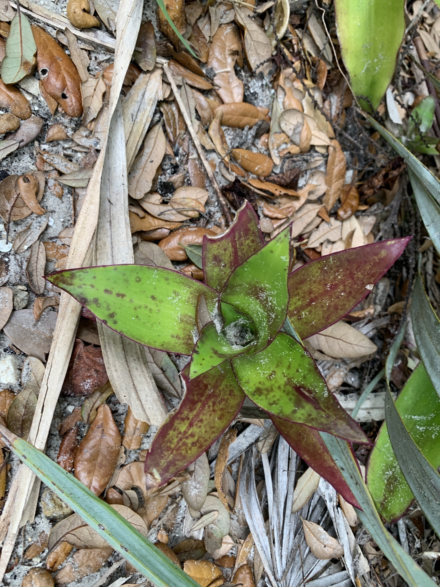 Imagem de Planta de cesta