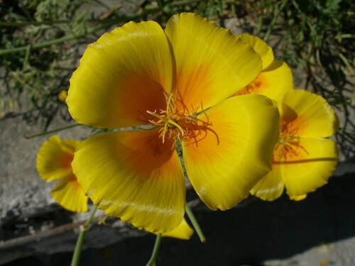 slncovka kalifornská (Eschscholzia californica)