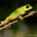 Red-rimmed Monkey Tree Frog - Photo (c) Jason, some rights reserved (CC BY-NC), uploaded by Jason
