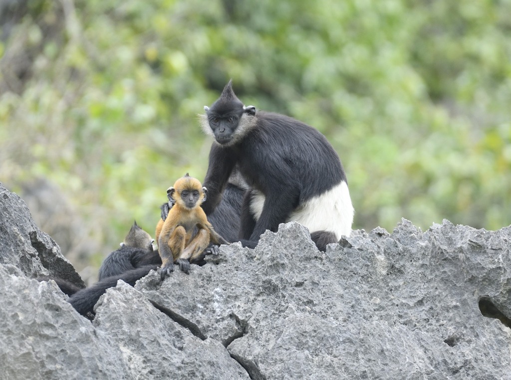 Trachypithecus delacouri