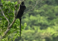 Hatinh Langur photo 4