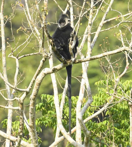 Trachypithecus hatinhensis