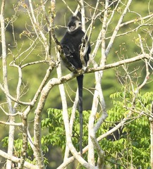 Hatinh Langur photo 3