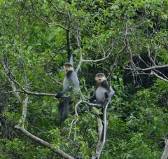 Gray-Shanked Douc Langur photo 4