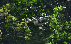 Tonkin Snub-Nosed Monkey photo 4