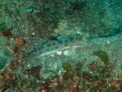Hoshino's Sandgoby photo 2