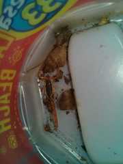 Centruroides ochraceus